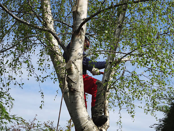 How Our Tree Care Process Works  in  South Pittsburg, TN